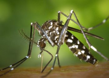 Organización Mundial de la Salud advierte sobre incremento alarmante de muertes por malaria