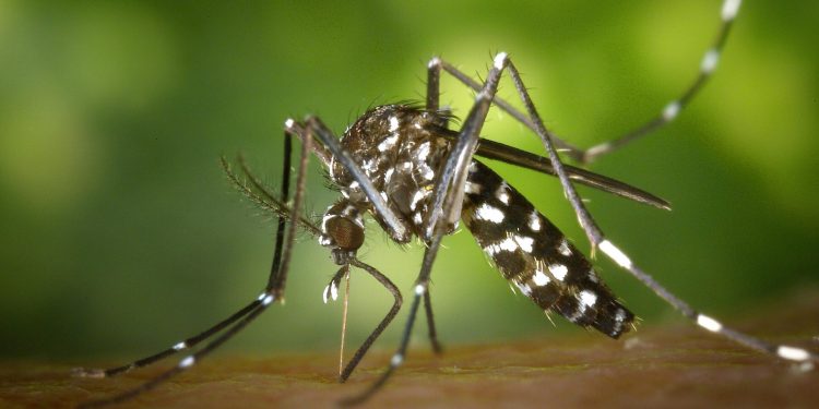 Organización Mundial de la Salud advierte sobre incremento alarmante de muertes por malaria Organización Mundial de la Salud advierte sobre incremento alarmante de muertes por malaria
