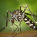 Organización Mundial de la Salud advierte sobre incremento alarmante de muertes por malaria Organización Mundial de la Salud advierte sobre incremento alarmante de muertes por malaria