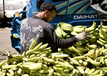 Platanos Inflación dominicana alcanza 4.81% y mantiene estabilidad récord