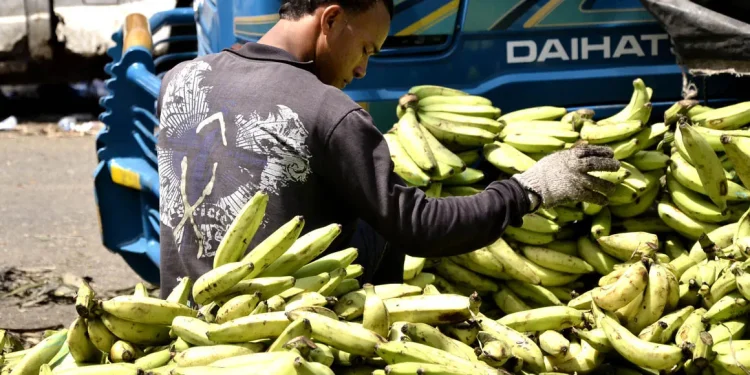 Platanos Inflación dominicana alcanza 4.81% y mantiene estabilidad récord