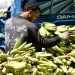 Inflación dominicana alcanza 4.81% y mantiene estabilidad récord Platanos Inflación dominicana alcanza 4.81% y mantiene estabilidad récord
