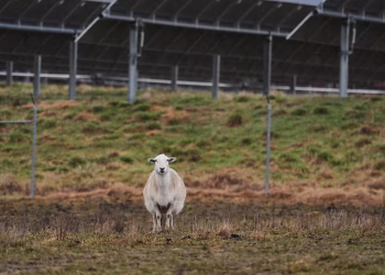 Algunos agricultores estadounidenses apuestan por la energía solar. Entonces Trump cambió las reglas