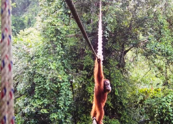 Cámara trampa muestra al orangután de Sumatra usando un puente de dosel para cruzar una vía pública en Indonesia