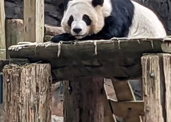 China enviará nuevamente pandas gigantes a Atlanta