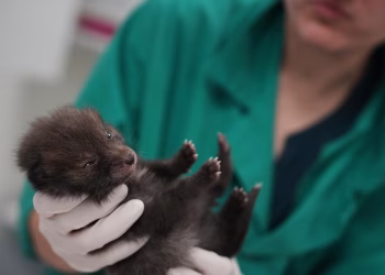 Cómo un hospital de vida silvestre del área de París mantiene salvajes a los animales rescatados