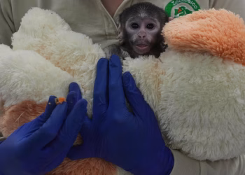 Conoce a Yuji, el mono bebé mexicano que encuentra consuelo en un compañero de peluche