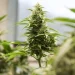 El Departamento de Justicia alivia las restricciones sobre algunos productos de marihuana El Departamento de Justicia alivia las restricciones sobre algunos productos de marihuana