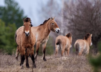 El paisaje radiactivo de Chernobyl es testimonio de la resiliencia de la naturaleza