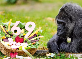 Feliz 69 cumpleaños a Fatou, la gorila más antigua del mundo que vive en cautiverio
