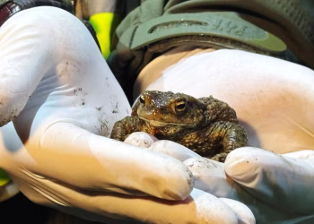 La 'Patrulla de ranas' ciudadana ayuda a los anfibios a sobrevivir en un peligroso viaje por carretera en Polonia