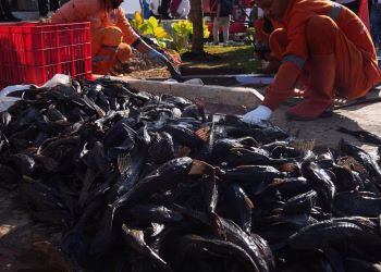 La explosión de un 'pez conserje' invasor desencadena una operación de eliminación masiva en Indonesia