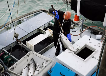 La pesca comercial de salmón se abrirá en California por primera vez desde 2022 a medida que la población se recupere