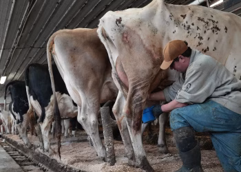 La presión por la leche cruda se intensifica en EE. UU., a pesar de los brotes de enfermedades y las advertencias de los científicos