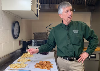 Los investigadores pasaron décadas cultivando mejores patatas y su trabajo aún no ha terminado