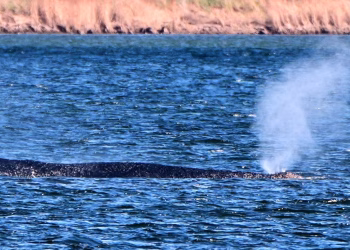 Los rescatistas alemanes planean utilizar cojines de aire para salvar a Timmy, la ballena varada