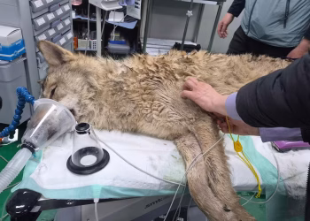Los surcoreanos respiran aliviados cuando el lobo fugitivo regresa sano y salvo al zoológico