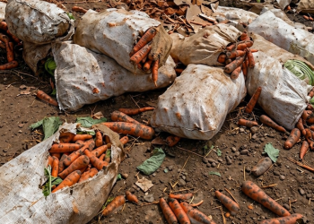 PLD acusa a Agricultura de quebrar a productores de zanahoria...