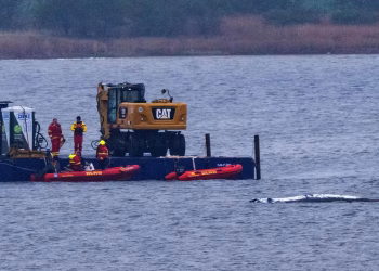 Qué saber de Timmy, la ballena jorobada que está enferma y varada en el Mar Báltico