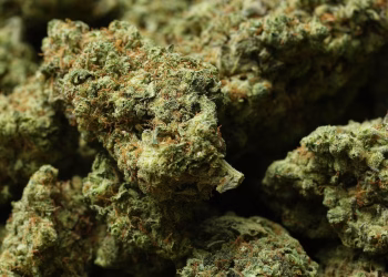 Reclasificar la marihuana como droga menos peligrosa podría ser sólo el primer paso de Trump