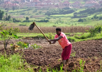 Ruanda intenta proteger las tierras agrícolas en la nación más densamente poblada de África