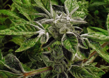 Trump reclasifica la marihuana medicinal con licencia estatal como una droga menos peligrosa en un cambio histórico