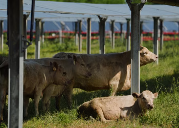 Un rancho solar en Tennessee tiene como objetivo demostrar que el pastoreo de ganado bajo los paneles es beneficioso para todas las tierras agrícolas