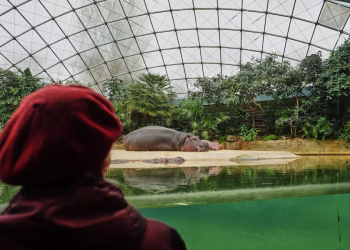 Un recorrido especializado en el zoológico de Berlín alegra a las personas que viven con demencia