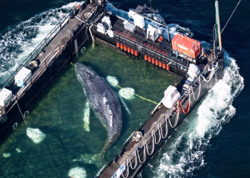 Una barcaza que transporta a Timmy, la ballena jorobada, comienza su viaje hacia el Mar del Norte