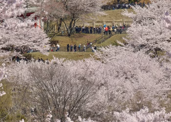 Una ciudad japonesa está amargada por las multitudes que vienen a ver los cerezos en flor y el Monte Fuji