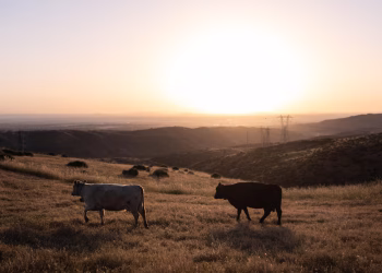 ¿Más ganado podría provocar una caída récord de los precios de la carne de vacuno? Los ganaderos dicen que no es tan simple