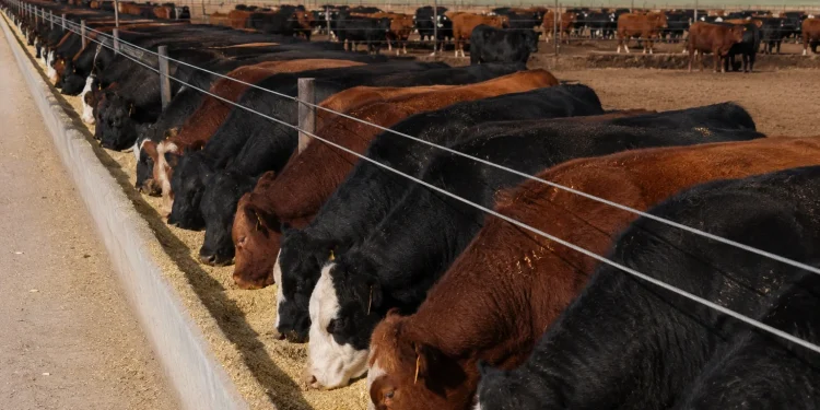 Alivio fiscal para el engorde de hacienda vacuna: diferirán impuestos hasta la venta