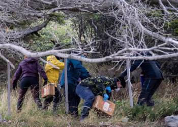 Argentinos que buscan la fuente del brote de hantavirus atrapan ratas en la ciudad más austral