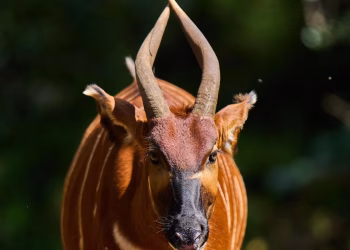 El 'fantasma del bosque' regresa a Kenia mientras los conservacionistas reintroducen un raro antílope en la naturaleza