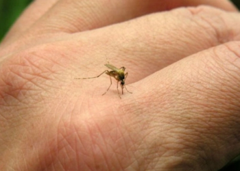 Expertos en salud de Córdoba instan a no relajar los controles para evitar el dengue