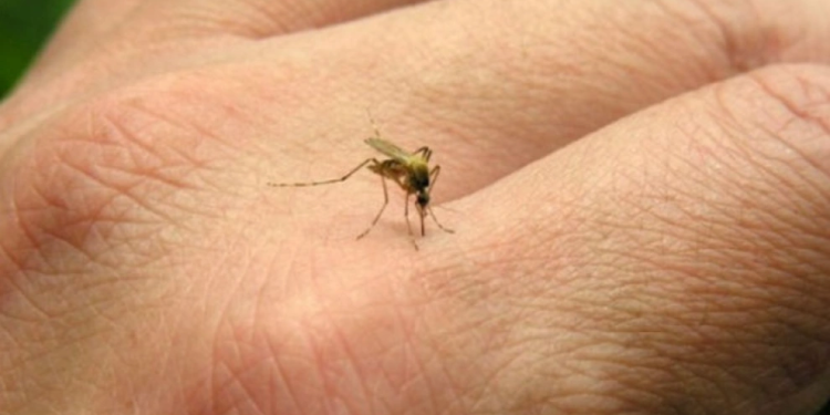 Expertos en salud de Córdoba instan a no relajar los controles para evitar el dengue
