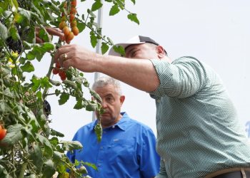 Exportaciones de tomate cherry hacia Estados Unidos consolidan...