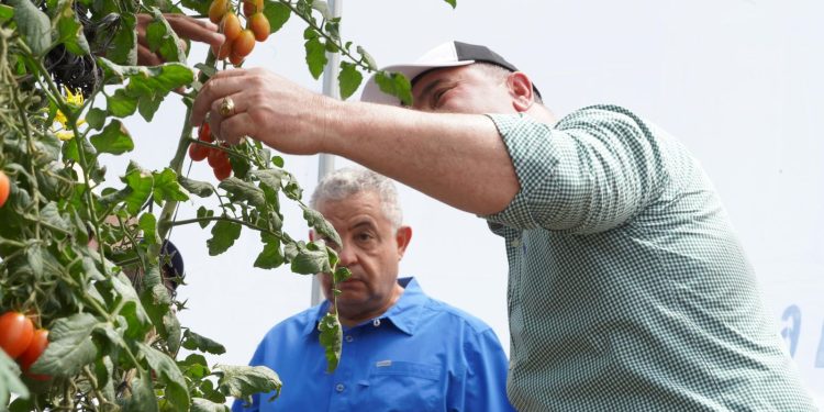 Exportaciones de tomate cherry hacia Estados Unidos consolidan... Exportaciones de tomate cherry hacia Estados Unidos consolidan...