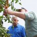 Exportaciones de tomate cherry hacia Estados Unidos consolidan...