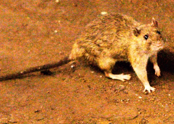 Lo que hay que saber sobre el hantavirus, la enfermedad que se sospecha en un brote en un crucero
