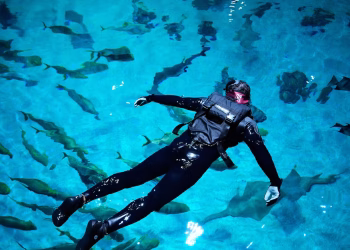 Los veteranos militares estadounidenses heridos encuentran alivio y asombro nadando con un tiburón ballena en el Acuario de Georgia