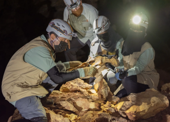 Momias de guepardos en cuevas de Arabia Saudita revelan genoma de una población extinta