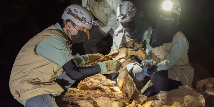 Momias de guepardos en cuevas de Arabia Saudita revelan genoma de una población extinta