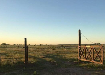 Por qué bajan los precios de los alquileres de campos en Córdoba