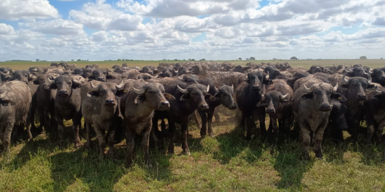 Presentaron un mapa para conocer dónde se cría y produce carne de búfalo en Córdoba