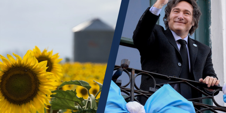 Récord del girasol en Córdoba: el campo aprovecha la estabilidad para batir marcas históricas