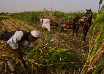 Sudán ya estaba en guerra y hambriento. Ahora sus agricultores se ven afectados por otro conflicto.