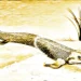 Un pez de 380 millones de años revela nuevas pistas sobre el paso de la vida del agua a la tierra
