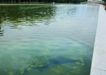 Aparecen rasgaduras en el nuevo sellador de Reflecting Pool, elegido por Trump, después de que las algas tiñeran el agua de verde