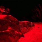 Rep. Dominicana da un paso histórico en la conservación de tortugas marinas con tecnología de identificación permanente
